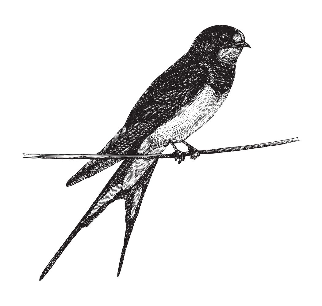 Sie sehen ein Bild mit einem Adler - Abbildung aus Meyers Konversations-Lexikon 1897. - Foto: © Hein Nouwens - Stock illustration ID:1361868100