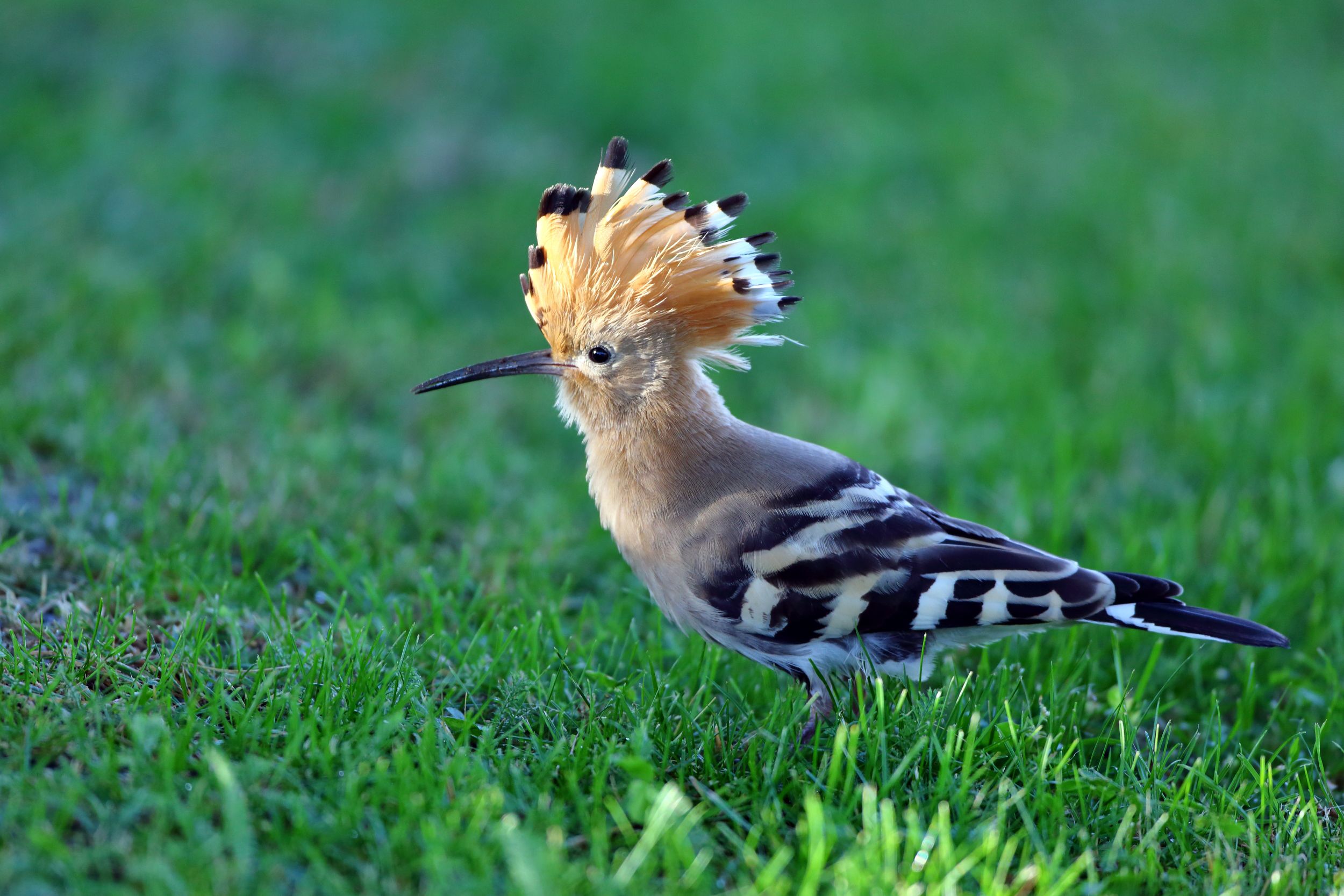 Sie sehen ein Bild mit dem Wiedehopf ein auffälliger Vogel mit orangefarbenen Haarkamm auf dem Kopf