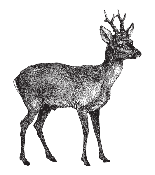 Sie sehen ein Bild mit einem Rehwild - Vintage gravierte Illustration isoliert auf weißem Hintergrund - Europäisches Reh (Capreolus capreolus) - Foto: © Hein Nouwens -  Stock illustration ID:1366013080