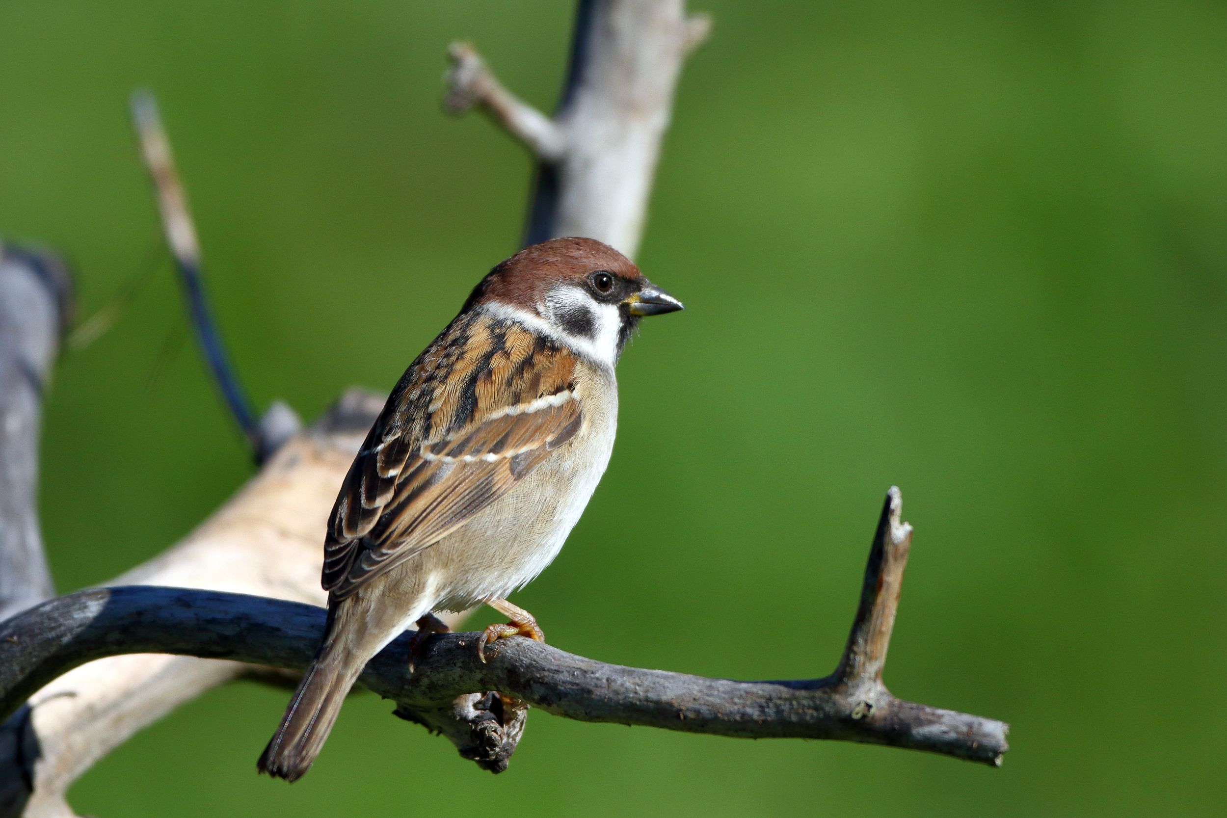 Sie sehen ein Bild mit dem Haussperling - ein auffälliges Gefieder mit einer braunen Oberseite, einem grauen Kopf