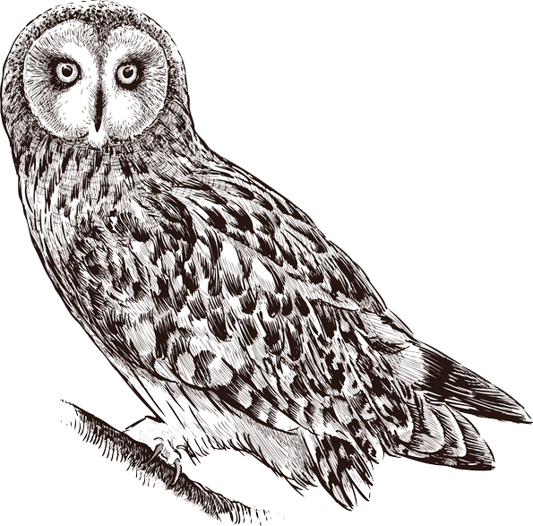 Sie sehen ein Bild mit einer Eule - Vektorzeichnung einer Waldeule. - Foto: © asmakar - Stock illustration ID:477922114