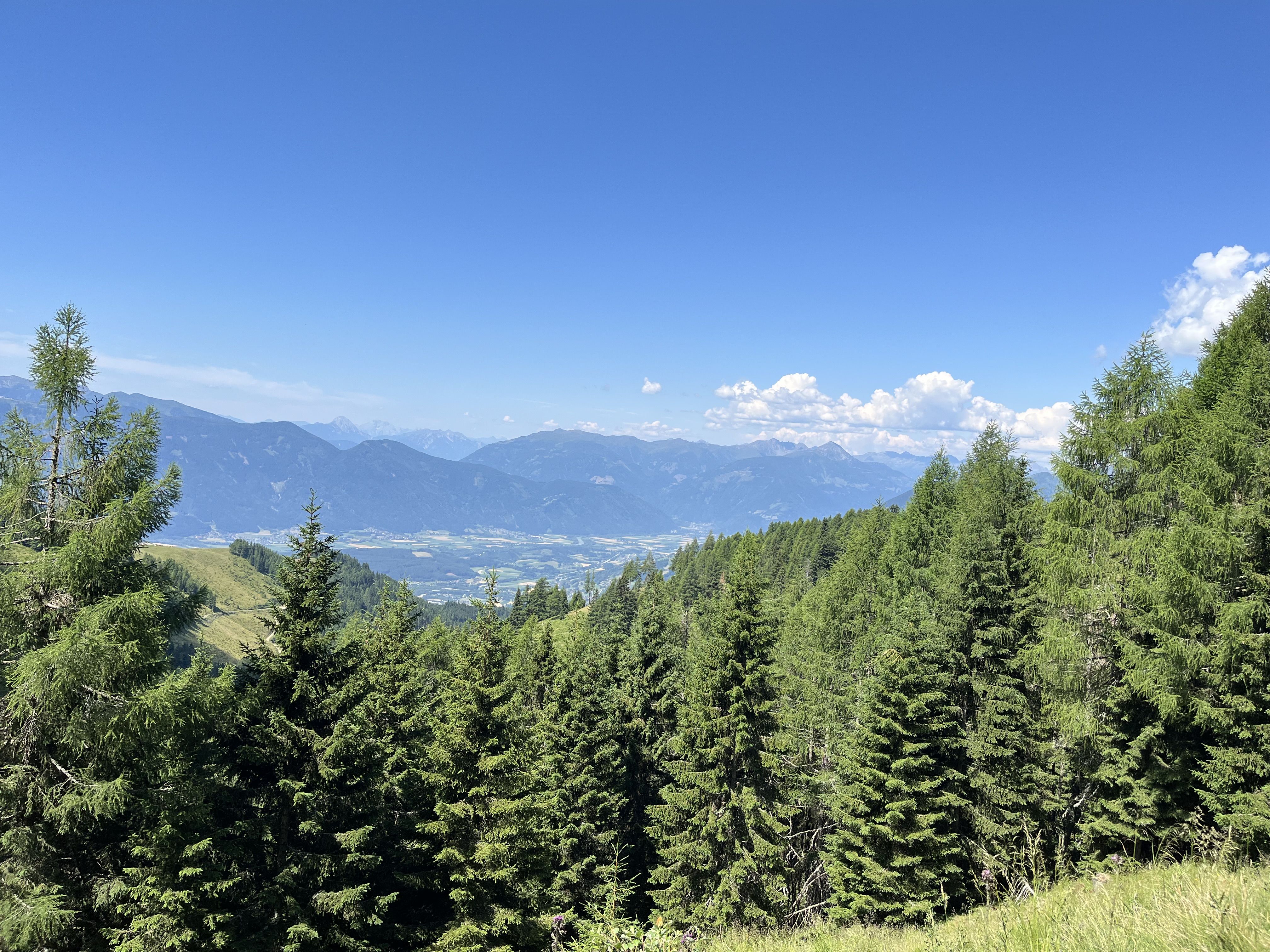 Vögel der Alpen